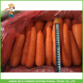 2015 Cheaper Fresh Carrot From China